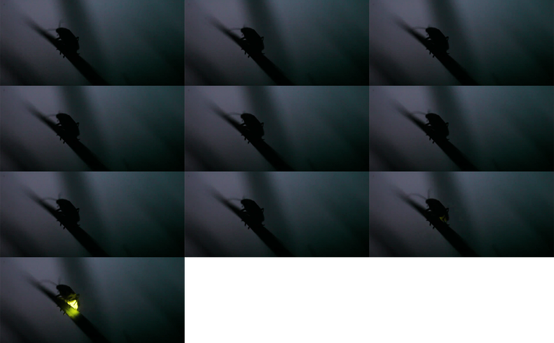 Datei:Firefly exploded.png